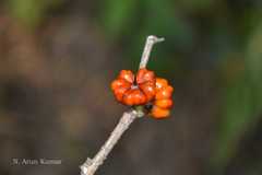 Glochidion ellipticum